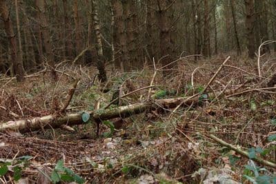 HDR 096 Forest Plates - Gallery 20