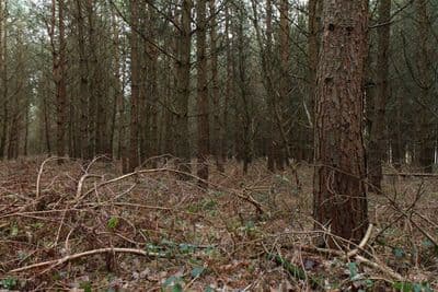 HDR 096 Forest Plates - Gallery 21