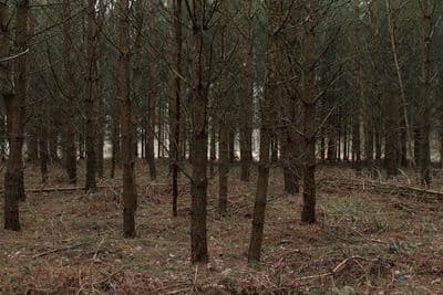 HDR 096 Forest Plates - Gallery 22