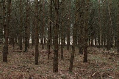 HDR 096 Forest Plates - Gallery 23