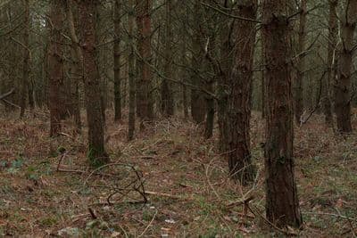 HDR 096 Forest Plates - Gallery 24
