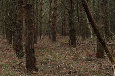 HDR 096 Forest Plates - Gallery 25