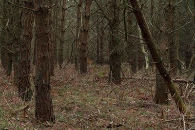 HDR 096 Forest Plates - Gallery 26