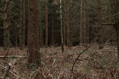 HDR 096 Forest Plates - Gallery 27
