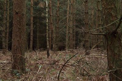 HDR 096 Forest Plates - Gallery 28