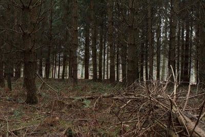 HDR 096 Forest Plates - Gallery 29