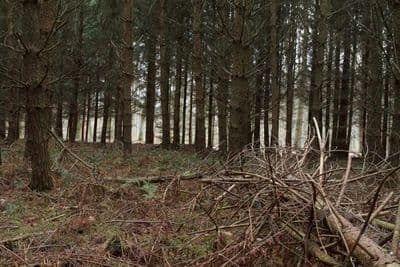 HDR 096 Forest Plates - Gallery 30