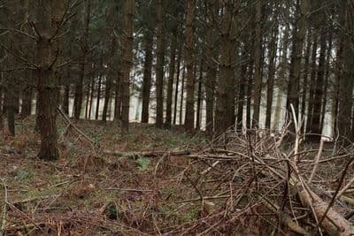HDR 096 Forest Plates - Gallery 31