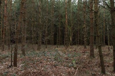 HDR 096 Forest Plates - Gallery 32