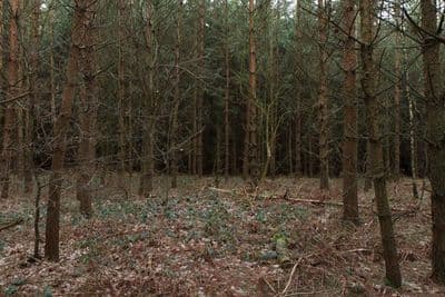 HDR 096 Forest Plates - Gallery 33