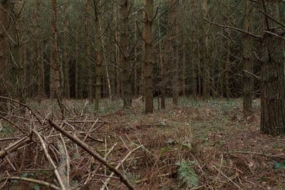 HDR 096 Forest Plates - Gallery 34