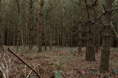 HDR 096 Forest Plates - Gallery 35