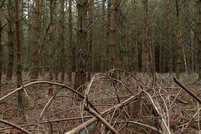 HDR 096 Forest Plates - Gallery 36
