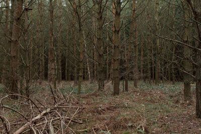 HDR 096 Forest Plates - Gallery 37
