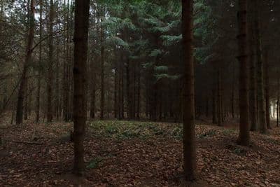 HDR 096 Forest Plates - Gallery 38