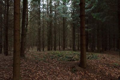 HDR 096 Forest Plates - Gallery 39