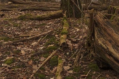 HDR 097 Forest - Gallery 4