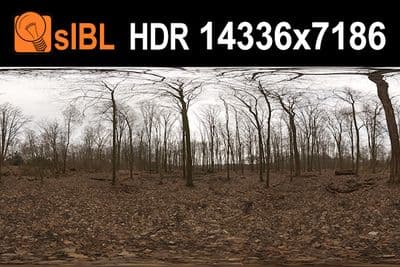 HDR 098 Forest - Gallery 1