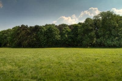 HDR 113 Meadow Plates - Gallery 18