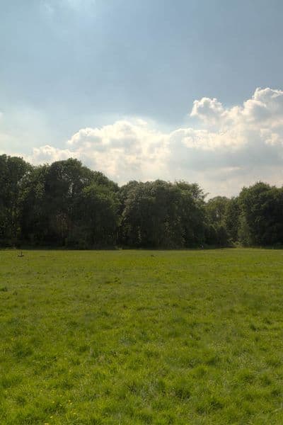 HDR 113 Meadow Plates - Gallery 19