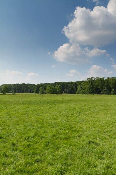 HDR 113 Meadow Plates - Gallery 21