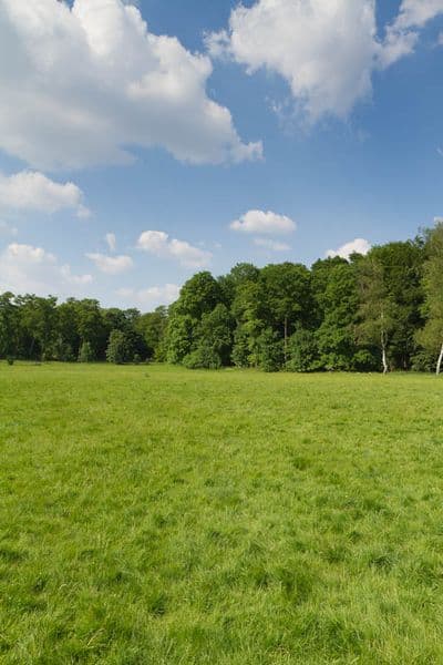 HDR 113 Meadow Plates - Gallery 22