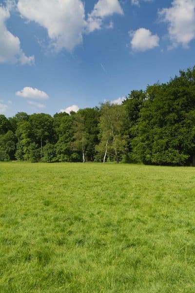 HDR 113 Meadow Plates - Gallery 23