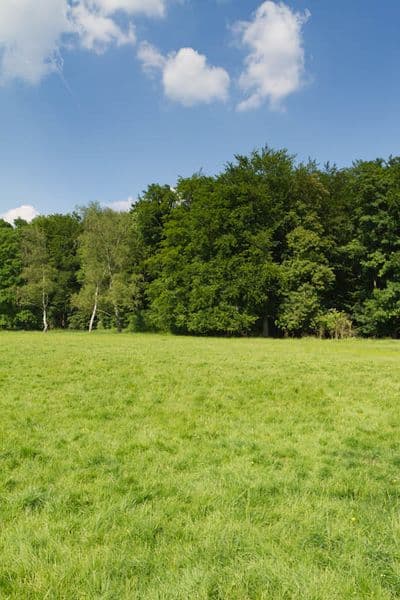 HDR 113 Meadow Plates - Gallery 24