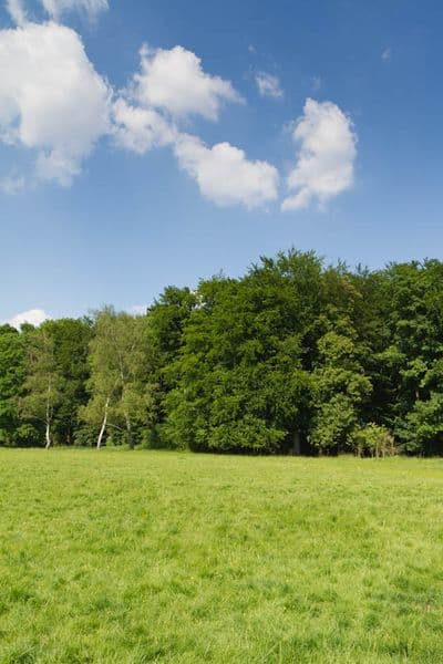 HDR 113 Meadow Plates - Gallery 25