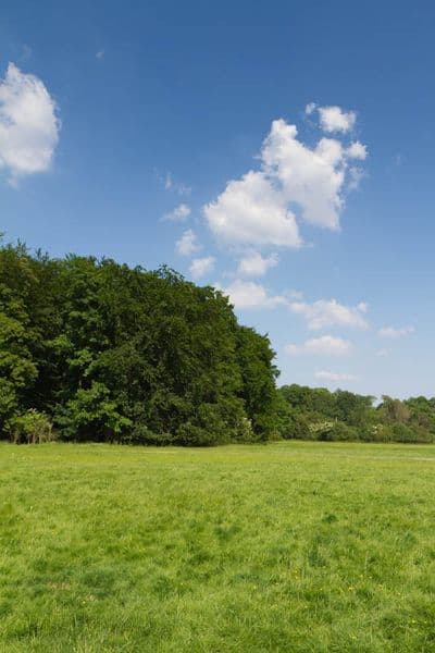 HDR 113 Meadow Plates - Gallery 26