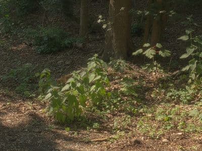 HDR 114 Forest Plates - Gallery 3