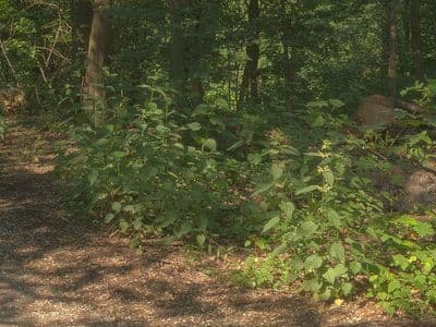 HDR 114 Forest Plates - Gallery 4