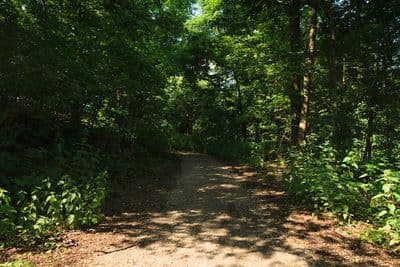 HDR 114 Forest Plates - Gallery 7