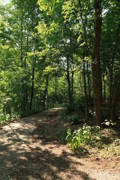 HDR 114 Forest Plates - Gallery 9