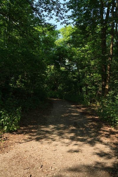 HDR 114 Forest Plates - Gallery 10