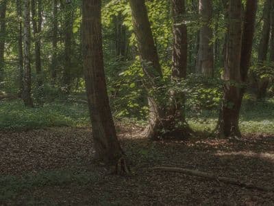 HDR 116 Forest - Gallery 3