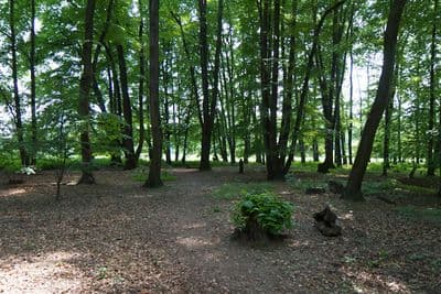 HDR 116 Forest Plates - Gallery 4