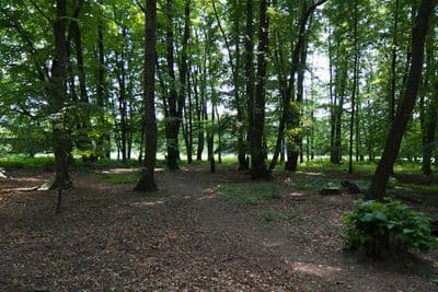HDR 116 Forest Plates - Gallery 5