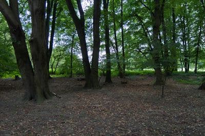 HDR 116 Forest Plates - Gallery 6