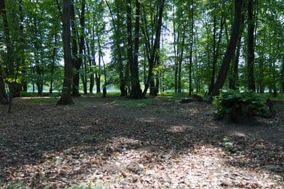 HDR 116 Forest Plates - Gallery 7