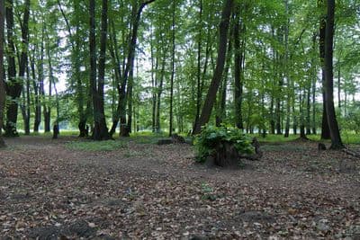 HDR 116 Forest Plates - Gallery 8
