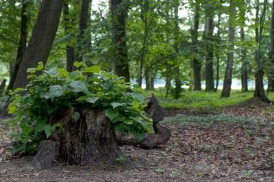 HDR 116 Forest Plates - Gallery 10