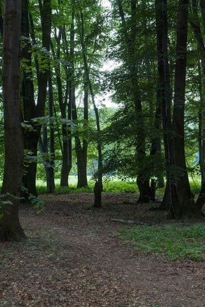 HDR 116 Forest Plates - Gallery 11