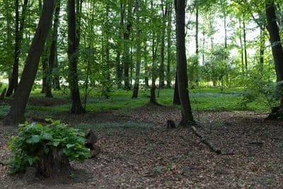 HDR 116 Forest Plates - Gallery 12