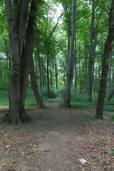 HDR 116 Forest Plates - Gallery 13