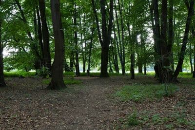 HDR 116 Forest Plates - Gallery 14