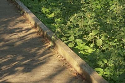 HDR 132 Wood Bridge - Gallery 4