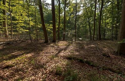 HDR 139 Forest Plates - Gallery 4
