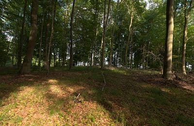 HDR 139 Forest Plates - Gallery 6
