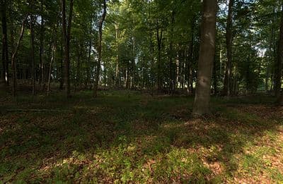 HDR 139 Forest Plates - Gallery 7